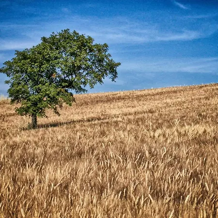 Casa Greppo Apartment San Venanzo