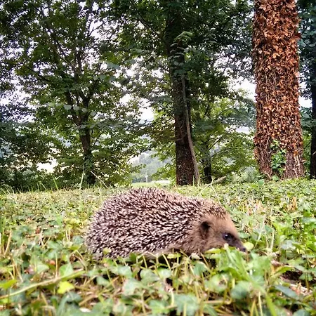 Casa Greppo Apartment *