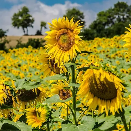 Casa Greppo Apartment San Venanzo