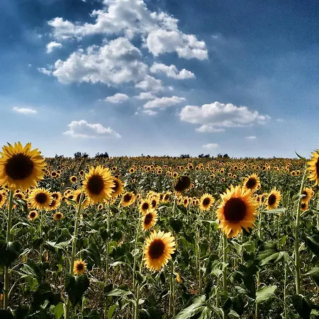 Casa Greppo * San Venanzo