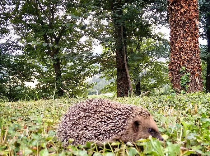 Casa Greppo Apartamento *