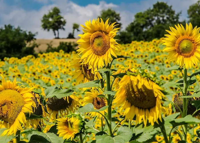 Casa Greppo Apartament San Venanzo